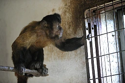 Zoo de Magliaso - Animaux en captivité