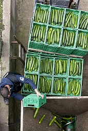 Un ouvrier de l&#39;entreprise Gebrueder Meier AG à Daellikon a détruit 4 à 5 tonnes de concombres suisses frais le vendredi 3 juin 2011. En raison des craintes liées à l&#39;agent pathogène diarrhéique EHEC, la vente de concombres suisses