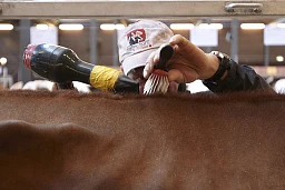 Il faut coiffer la Red Holstein