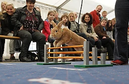Wollerau, Canton Zurigo, 30 ottobre 2011, Coniglio Budulinek al 1° Campionato Europeo di Rabbit Hop (salto a ostacoli per conigli). (Moritz Hager/EQ Images)