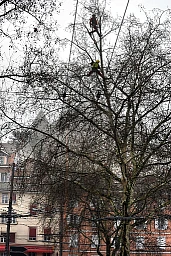 Lausanne - January 18, 2011 - Pruning of trees in the city of Lausanne Lausanne - January 18, 2011 - Pruning of trees in the city of Lausanne