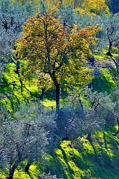 Herbststimmung im Olivenhain