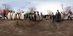 La passeggiata dei pinguini dal punto di vista dei pinguini