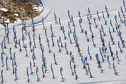 Das Rudel ist unterwegs beim jährlichen Engadiner Langlaufmarathon von Maloja nach S-Cha Das Rudel ist unterwegs beim jährlichen Engadiner Langlaufmarathon von Maloja nach S-Cha