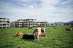 Cows graze on a pasture directly in front of a modern residential area in Belp near Bern.