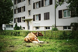 A cow lies in a pasture directly in front of an old apartment block in Belp near Bern
