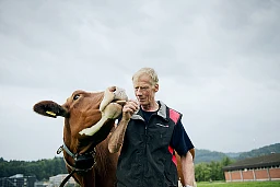 Eine Kuh von Bauer Christian Oesch ist mit dem ANEMON-System ausgestattet