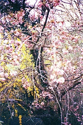À travers la fleur n°1