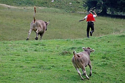 File immagine per Stalldrang File immagine per Stalldrang