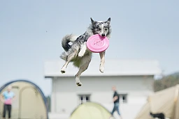 Frisbee pour chien Frisbee pour chien