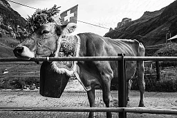 Alpine descent Innertkirchen – Reportage1