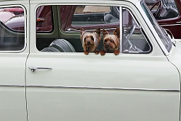 Seduti nella Ford ci sono i due Yorkshire Terrier Barlah Angelia e Mong Say (da sinistra) Seduti nella Ford ci sono i due Yorkshire Terrier Barlah Angelia e Mong Say (da sinistra)