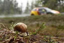 Un escargot est pris en photo devant une voiture de rallye en action