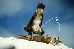 Aigle royal 1 Aigle royal 1