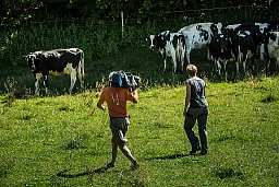 The cameraman and the peasant woman with her cows