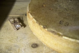 Eine Mausefalle neben einem 13 Monate alten Käse während der Käseherstellung. Eine Mausefalle neben einem 13 Monate alten Käse während der Käseherstellung.