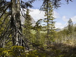 Urwald Bödmeren Urwald Bödmeren