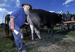Un acquirente al mercato rialzista di Zugo si assicura che il toro sia in perfette condizioni. Un acquirente al mercato rialzista di Zugo si assicura che il toro sia in perfette condizioni.