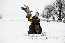 Unterwegs auf Beizjagd mit Daniel Kleger (Wanderfalke) IM BILD, Christian Hüsler (Habicht) und Steve Schwab (Habicht). Die drei jagen mit dem Auto nach Krähen, der Vogel wird aus dem fahrenden Auto gelassen, sobald eine geeignete Krähe in Sichtweite ist. Danach wird der Vogel wieder eingefangen (mit Hilfe einer toten Krähe, die herumgewirbelt wird, oder Futter). Wenn der Vogel eine Krähe gerissen hat, rennt man so schnell wie möglich an den Tatort und betreut den Vogel. Die Vögel sind ausgestattet mit einem Sender, mit welchem sie leicht zu orten sind, falls sie verloren gehen. Zur Beruhigung decken die Falkner den Kopf der Vögel mit einer Haube ab. Am Ende der Jagt wird den Vögel das Fleisch der Krähe gefüttert. Unterwegs auf Beizjagd mit Daniel Kleger (Wanderfalke) IM BILD, Christian Hüsler (Habicht) und Steve Schwab (Habicht). Die drei jagen mit dem Auto nach Krähen, der Vogel wird aus dem fahrenden Auto gelassen, sobald eine geeignete Krähe in Sichtweite ist. Danach wird der Vogel wieder eingefangen (mit Hilfe einer toten Krähe, die herumgewirbelt wird, oder Futter). Wenn der Vogel eine Krähe gerissen hat, rennt man so schnell wie möglich an den Tatort und betreut den Vogel. Die Vögel sind ausgestattet mit einem Sender, mit welchem sie leicht zu orten sind, falls sie verloren gehen. Zur Beruhigung decken die Falkner den Kopf der Vögel mit einer Haube ab. Am Ende der Jagt wird den Vögel das Fleisch der Krähe gefüttert.