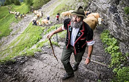 Alpaufzug auf Engstligenalp mit 500 Kühen Alpaufzug auf Engstligenalp mit 500 Kühen