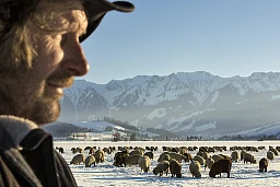 LOHNSTORF, 12 febbraio 2015. Markus Nyffeler è un pastore itinerante. Da 24 anni, lui e il suo gregge attraversano ogni inverno la valle del Gürbe in cerca di foraggio.