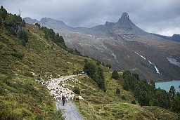Ungefaehr 650 Schafe werden von der Canalalp nach Vals getrieben, im Hintergrund das Zervreilahorn (2898 Meter ueber Meer), wo sie bei der "Schafteilet" auf ihre Besitzer aufgeteilt werden, aufgenommen am Donnerstag, 17. September 2015, in Vals. (KEYSTONE/Gian Ehrenzeller)650 sheep were driven down to the valley after a summer on the alp, with the Zervreilahorn peak (2898 meters above sea level) in the background, on Thursday, September 17, 2015, in Vals, canton of Grisons, eastern Switzerland. (KEYSTONE/Gian Ehrenzeller) Ungefaehr 650 Schafe werden von der Canalalp nach Vals getrieben, im Hintergrund das Zervreilahorn (2898 Meter ueber Meer), wo sie bei der "Schafteilet" auf ihre Besitzer aufgeteilt werden, aufgenommen am Donnerstag, 17. September 2015, in Vals. (KEYSTONE/Gian Ehrenzeller)650 sheep were driven down to the valley after a summer on the alp, with the Zervreilahorn peak (2898 meters above sea level) in the background, on Thursday, September 17, 2015, in Vals, canton of Grisons, eastern Switzerland. (KEYSTONE/Gian Ehrenzeller)
