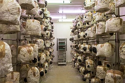 Champignons pleurotes dans les halles de culture de Fine Fungi AG. Champignons pleurotes dans les halles de culture de Fine Fungi AG.