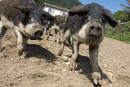 Due fratelli producono prosciutto pata negra a Vaumarcus