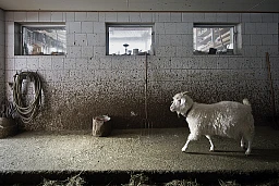 Eine Ziege verlässt ihren Stall.
