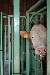 Chacun son tour. Un jeune taureau attend dans une stalle.
