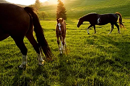 Cavalli Franches-Montagnes in un recinto nel Canton Giura, nel villaggio di Le Bémont. La cavalla con la criniera corta appartiene all'allevatore Nicolas Froidevaux. Cavalli Franches-Montagnes in un recinto nel Canton Giura, nel villaggio di Le Bémont. La cavalla con la criniera corta appartiene all'allevatore Nicolas Froidevaux.