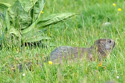Municipality of Sainte-Croix, July 7, 2016. Marmots. © Michel Duperrex