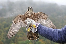 Vugelles, 14 ottobre 2016. Un falco pellegrino sta per essere rilasciato in natura. © Michel Duperrex