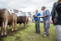 Zug Bull Market on the bull market grounds in Zug