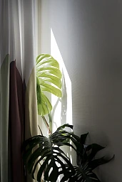 Zimmerpflanzen, Vorhang. Im Alters- und Pflegeheim Wiedlisbach am Jurasüdfuss leben Demenzkranke selbstbestimmt in WG's. Nun soll hier das erste Demenzdorf der Schweiz entstehen. Zimmerpflanzen, Vorhang. Im Alters- und Pflegeheim Wiedlisbach am Jurasüdfuss leben Demenzkranke selbstbestimmt in WG's. Nun soll hier das erste Demenzdorf der Schweiz entstehen.