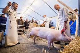 Das Schwein kurz vor der Schlachtung am Samstag, den 28. Oktober 2017 in Sissach. Die Metzgerei Haering zeigt in einem Hinterhof an zwei Schweinen die Hausmetzgete wie sie frueher Tradition war. (KEYSTONE/Christian Merz)
