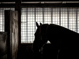 Marché concours Saignelégier (JU)
