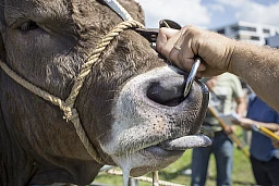 Zug 6.9.2016. Am Vortag werden die Stiere gewogen, gemessen und an ihren Schlafplatz im Stall gefuehrt. Foto: Daniel Rihs / 13 Photo