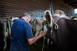 Ein Bauer nimmt "Abschied" bevor er seine Kuh zu einem Spottpreis verkaufen muss.