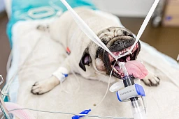 Mops "Shina" wird operiert. Ihr werden Teile des Gaumensegels entfernt und die Atemwege werden erweitert.