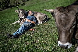 Swiss farmer farmer Armin Capaul poses with his cows ahead of the nationwide vote on his initiative on cow horns, on October 16, 2018 above Perrefitte, northern Switzerland. - Capaul launched and collected more that 100,000 signatures for an initiative to offer monetary assistance to owners who don't dehorn their livestock. Swiss citizen will vote on the issue on November 25, 2018. (Photo by Fabrice COFFRINI / AFP) Swiss farmer farmer Armin Capaul poses with his cows ahead of the nationwide vote on his initiative on cow horns, on October 16, 2018 above Perrefitte, northern Switzerland. - Capaul launched and collected more that 100,000 signatures for an initiative to offer monetary assistance to owners who don't dehorn their livestock. Swiss citizen will vote on the issue on November 25, 2018. (Photo by Fabrice COFFRINI / AFP)