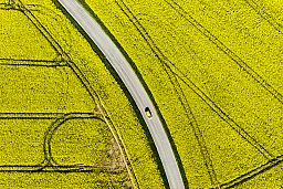 A car drives on the road next to rapeseed fields with bright-yellow flowers during a sunny and warm weather spring day, in Daillens, Switzerland, Friday, April 27, 2018. (KEYSTONE/Laurent Gillieron) A car drives on the road next to rapeseed fields with bright-yellow flowers during a sunny and warm weather spring day, in Daillens, Switzerland, Friday, April 27, 2018. (KEYSTONE/Laurent Gillieron)
