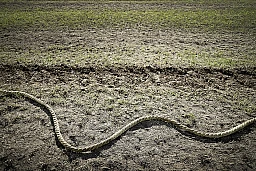 Ostschweizer Meisterschaften im Seilziehen in Mosnang