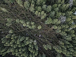 Mehr als die Hälfte seines Waldes in Hohenrain hat Landwirt Guido Oehen durch den Sturm Burglind von letzter Woche verloren. Damit wiederholte sich das Schicksal: Vor 50 Jahren hat ein Sturm denselben Wald zerstört, der damals Vater Jakob gehörte. Nun beginnt das grosse Aufräumen. Mehr als die Hälfte seines Waldes in Hohenrain hat Landwirt Guido Oehen durch den Sturm Burglind von letzter Woche verloren. Damit wiederholte sich das Schicksal: Vor 50 Jahren hat ein Sturm denselben Wald zerstört, der damals Vater Jakob gehörte. Nun beginnt das grosse Aufräumen.