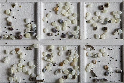 Après sept jours d'incubation, les vers sortent de leur oeuf. Ils ne mesurent pas plus de 1,5mm.