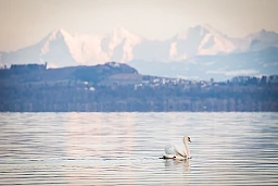 Un cygne navigue sur le Lac de Neuchâtel devant la triade Eiger, Mönch et Jungfrau. Un cygne navigue sur le Lac de Neuchâtel devant la triade Eiger, Mönch et Jungfrau.