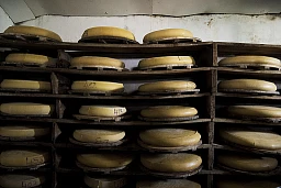 Käselager wo der Gravyer heranreift.