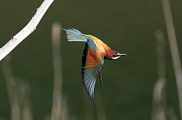 Le guêpier d'Europe brille par ses couleurs chatoyantes