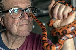 Dr. Paul Schneller with a corn snake (Pantherophis guttatus) at a breading facility where his services as Dr.Veterinarian specialized in exotic animals are often required. Dr. Paul Schneller with a corn snake (Pantherophis guttatus) at a breading facility where his services as Dr.Veterinarian specialized in exotic animals are often required.