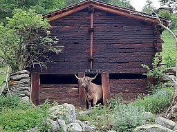 Schottisches Hochlandrind vor Walliser Stadel im Lötschental Schottisches Hochlandrind vor Walliser Stadel im Lötschental